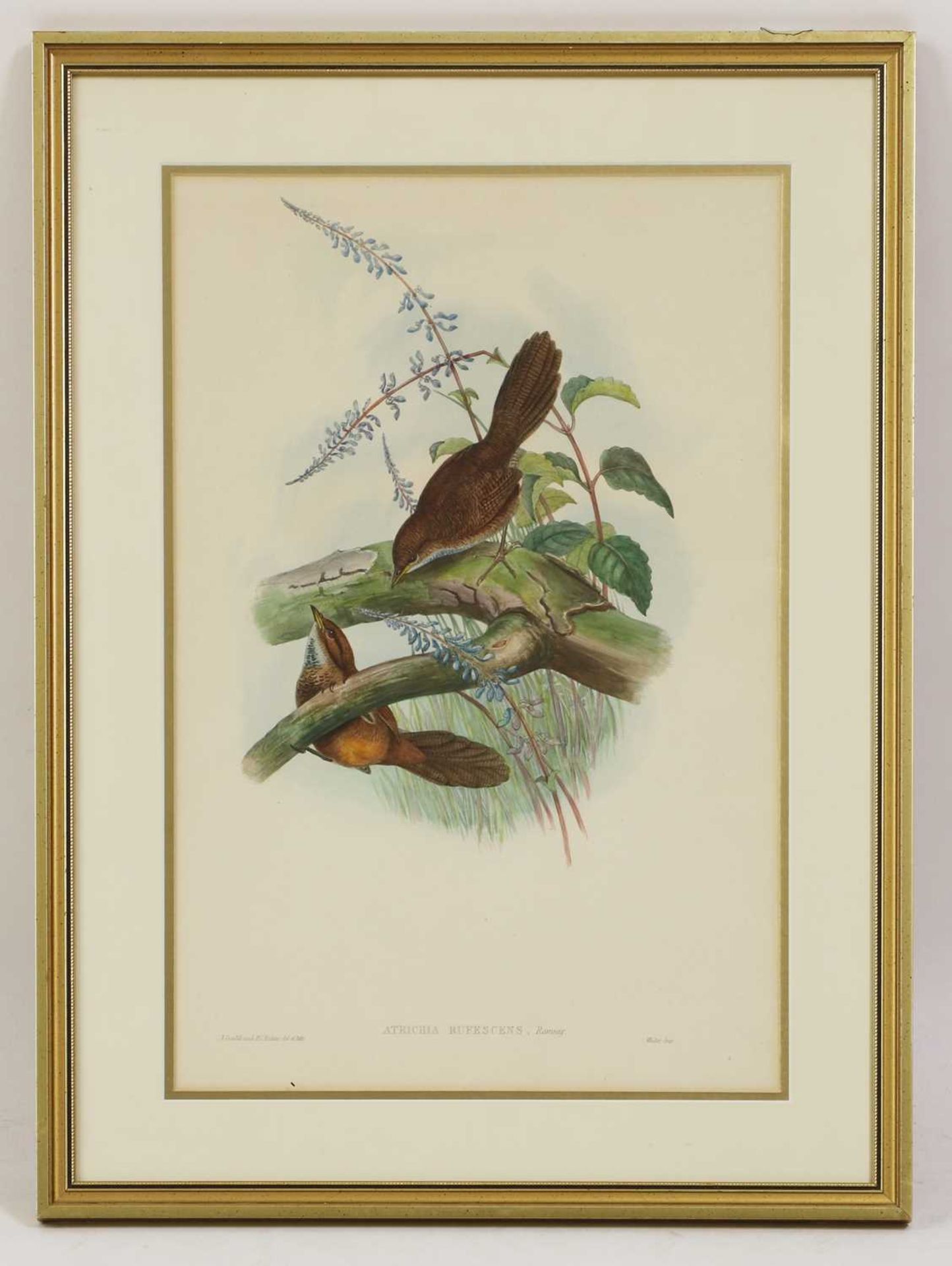 John Gould (1804-1881) - Bild 6 aus 16