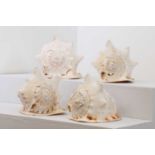 A group of large conch shells,