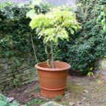 A Whichford Pottery terracotta pot,