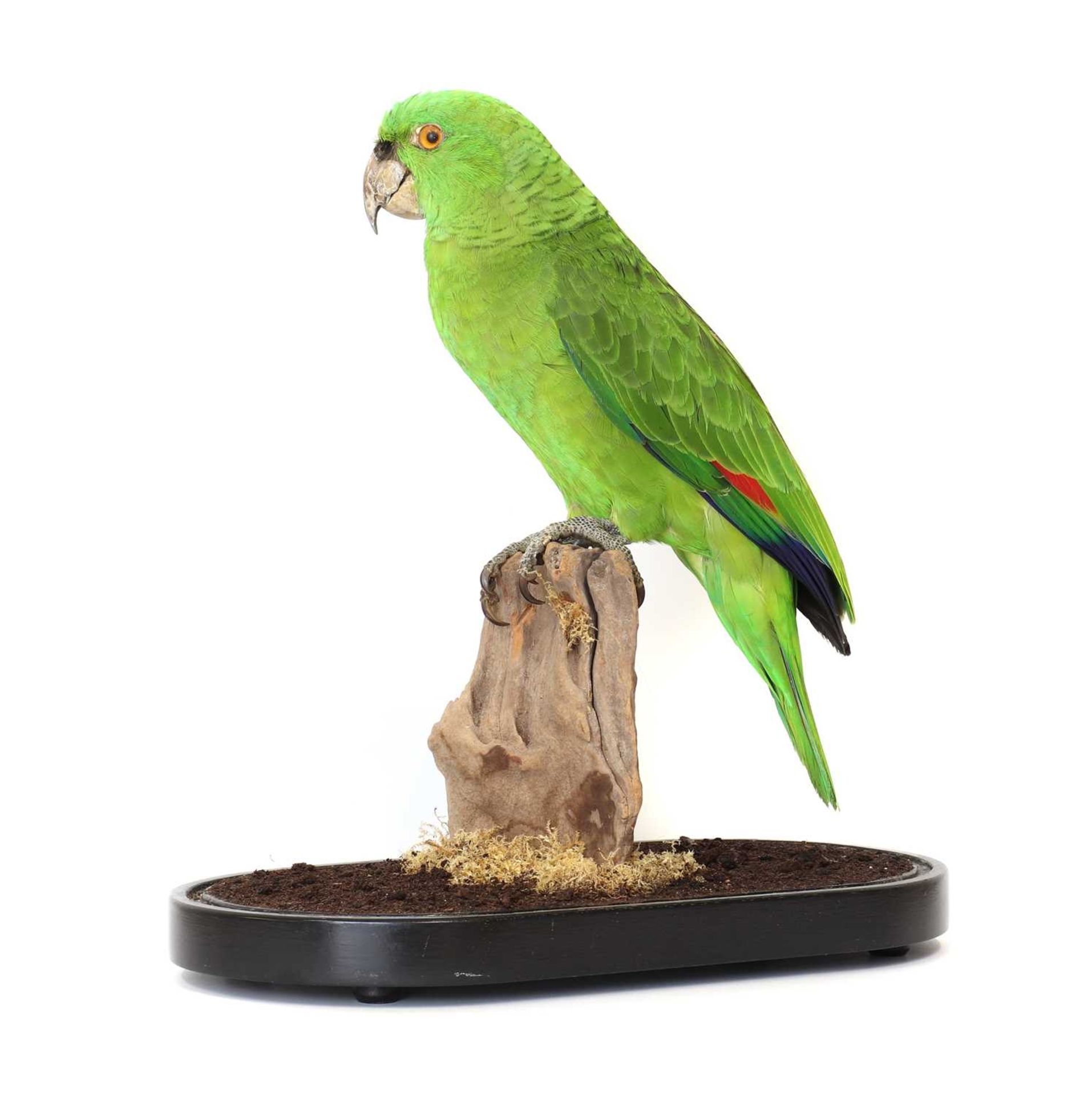 A taxidermy parrot, - Image 4 of 12
