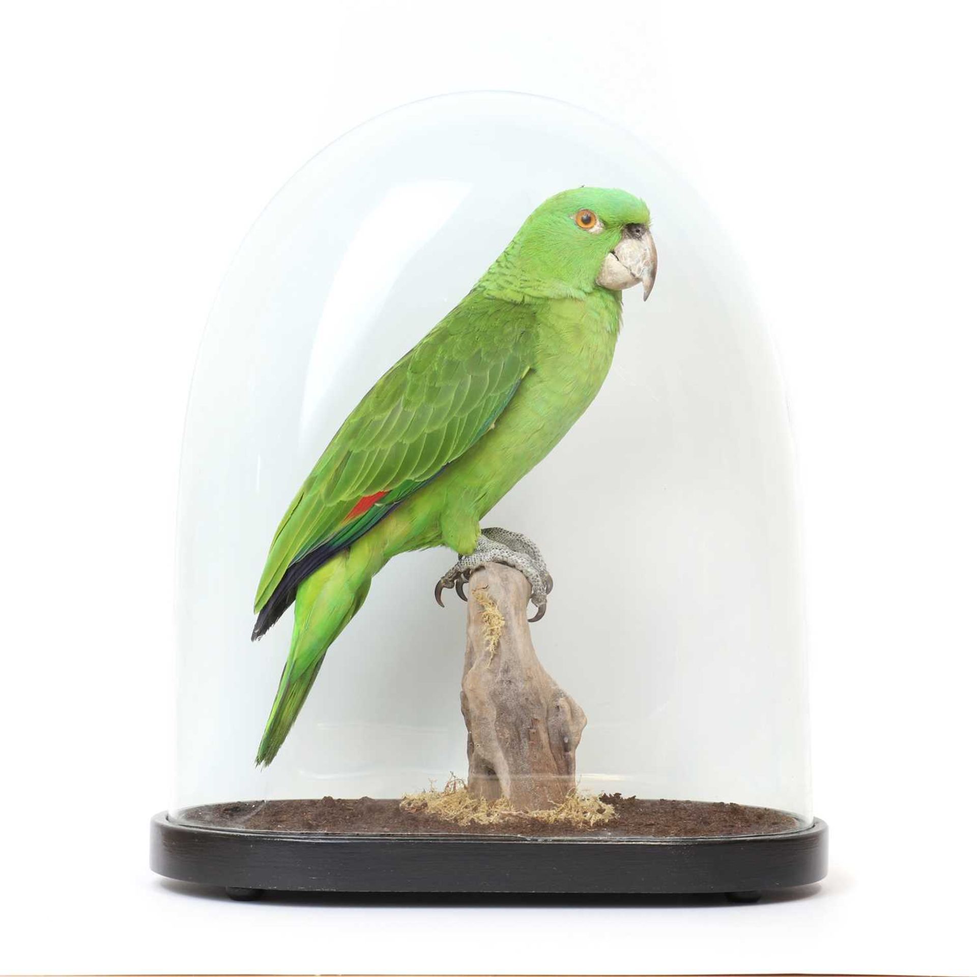 A taxidermy parrot, - Image 3 of 12