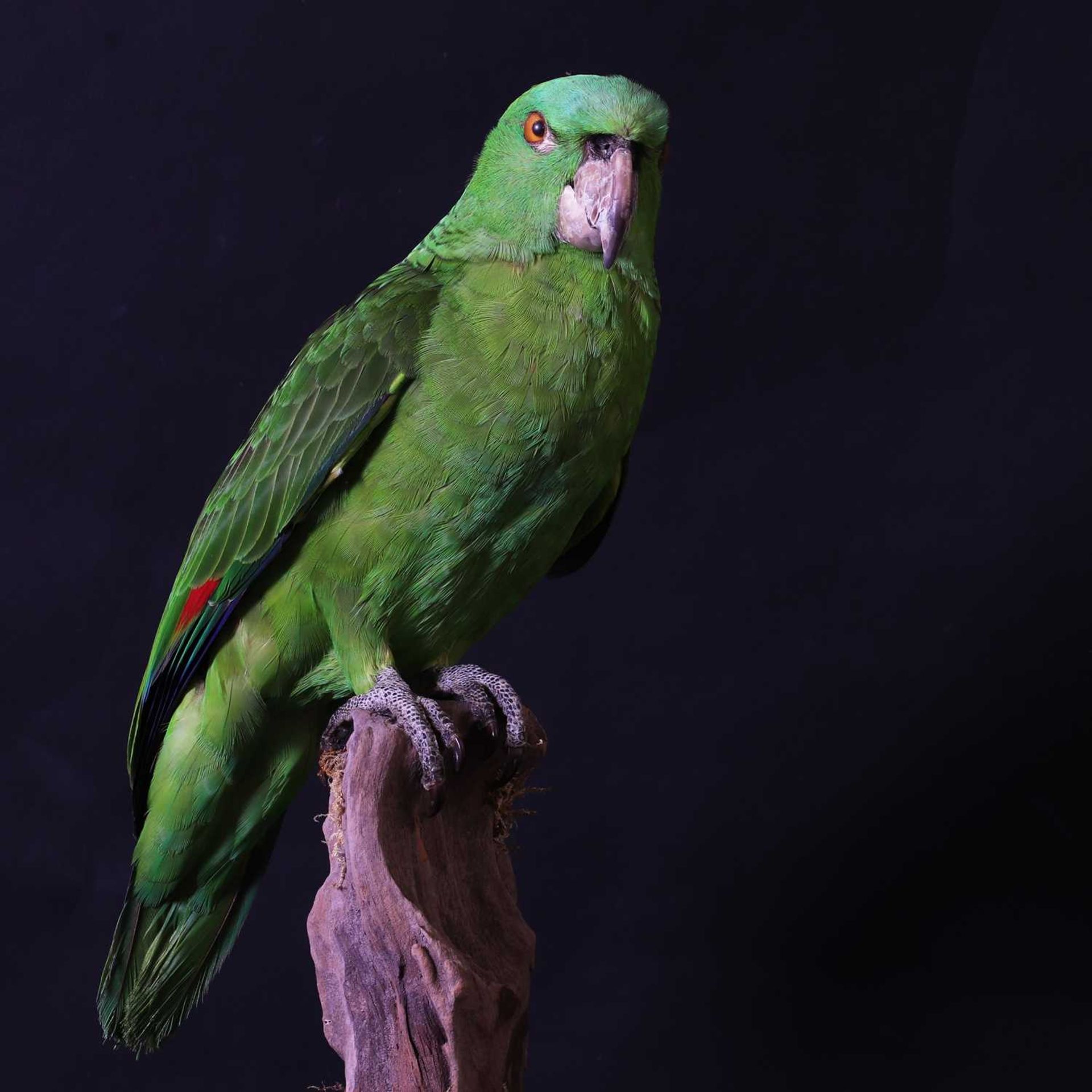 A taxidermy parrot, - Bild 2 aus 12