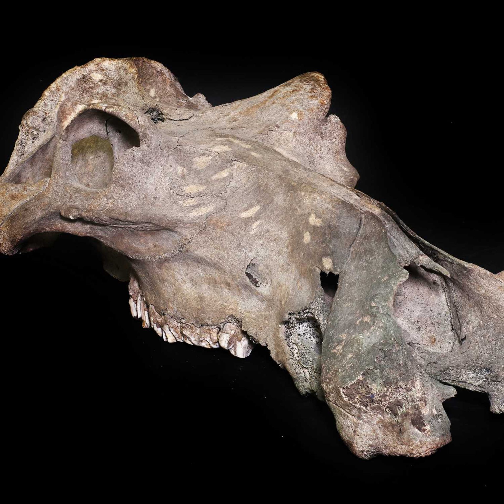 An old hippopotamus skull