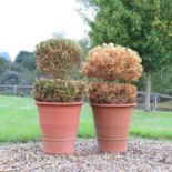 A pair of large Whichford Pottery terracotta pots,