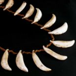 A Conus shell warrior's necklace,