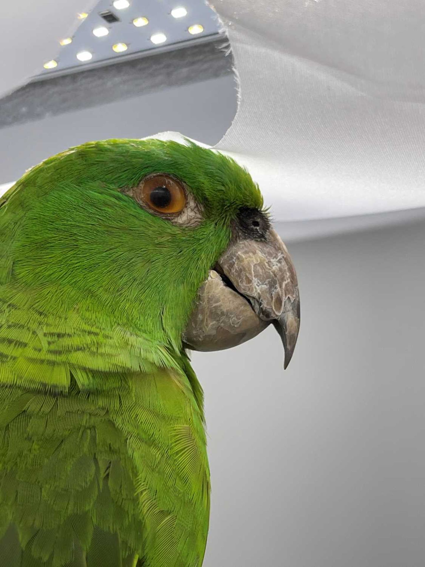 A taxidermy parrot, - Bild 5 aus 12