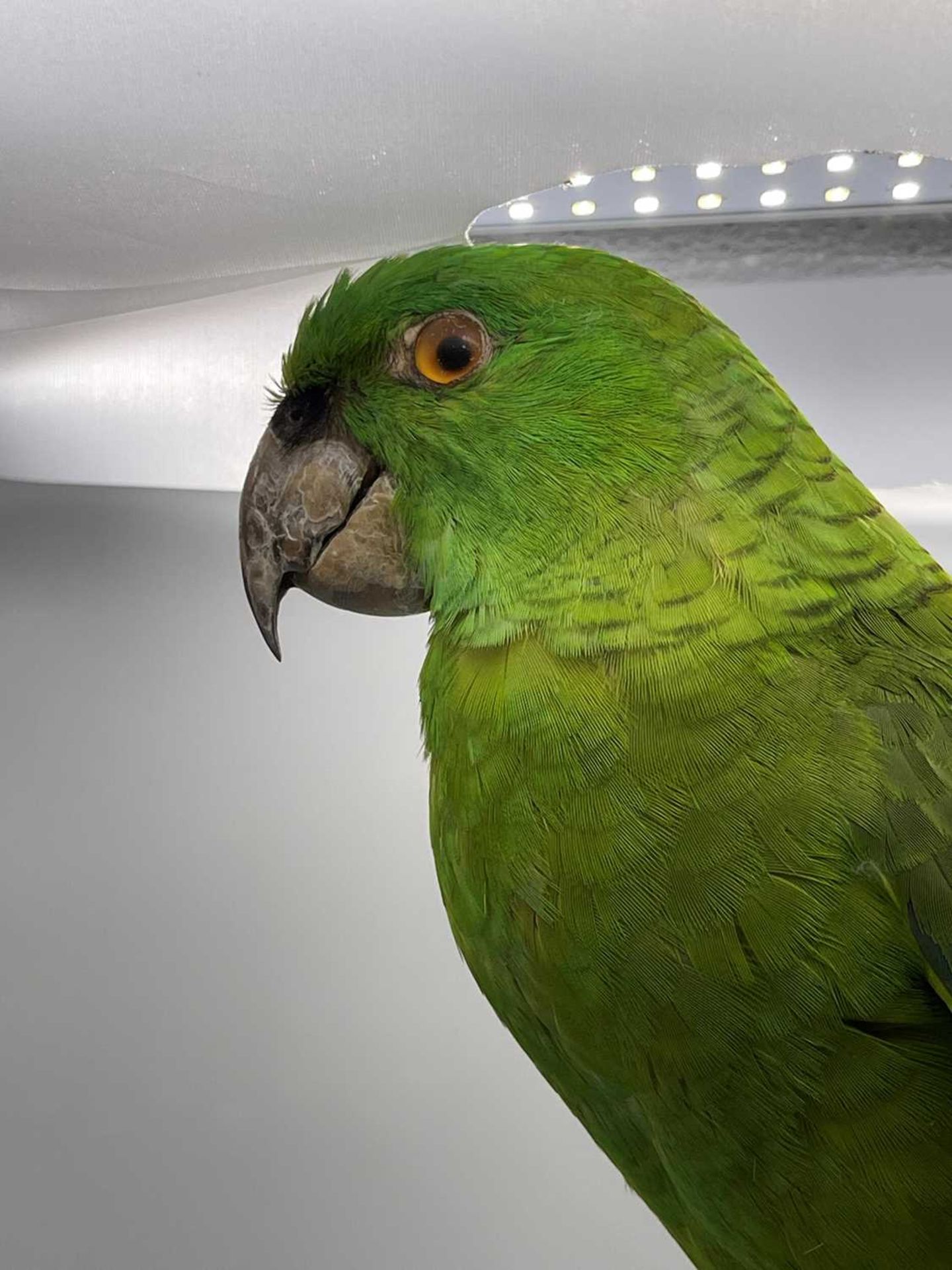 A taxidermy parrot, - Image 7 of 12