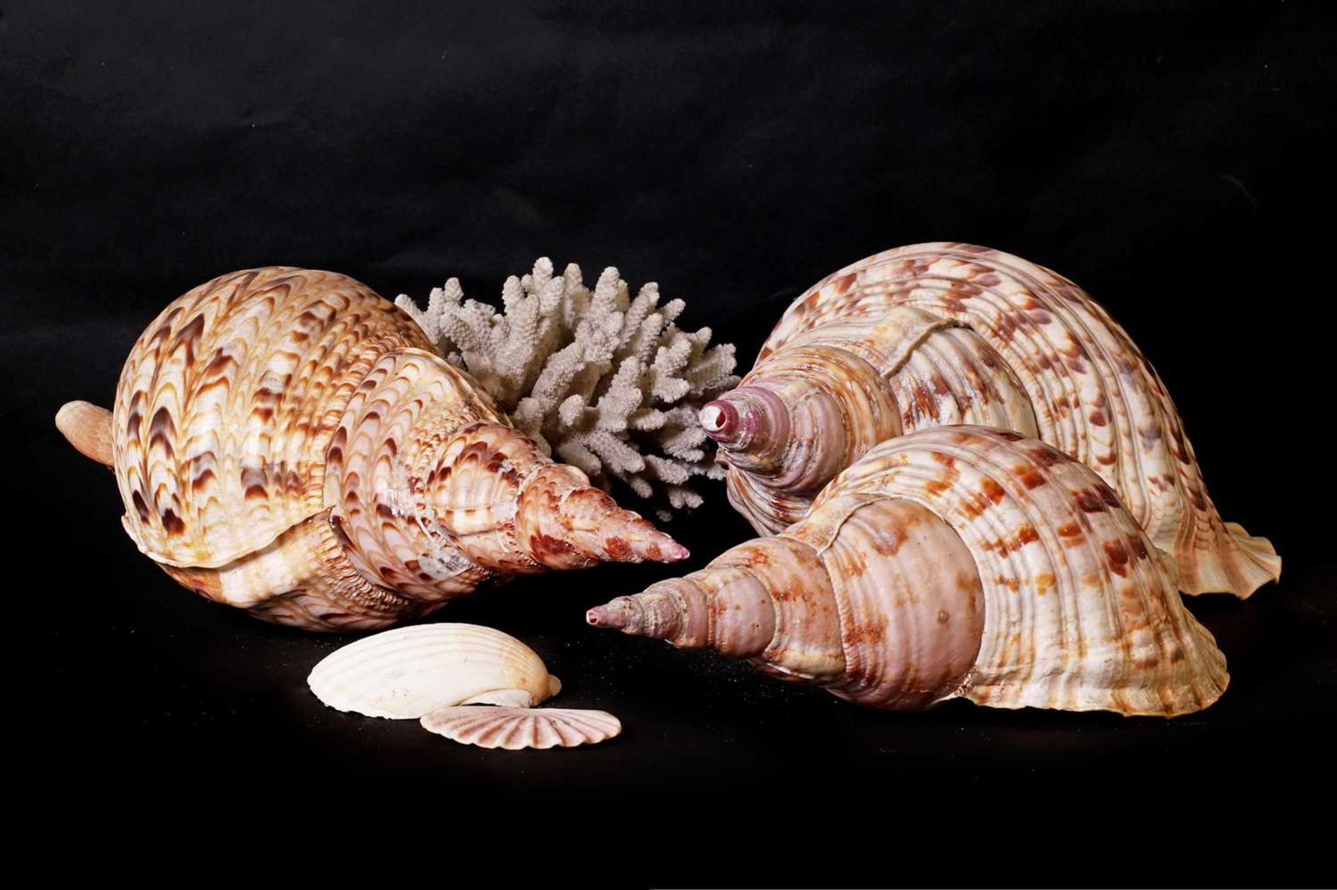 A collection of decorative shells, - Image 3 of 6