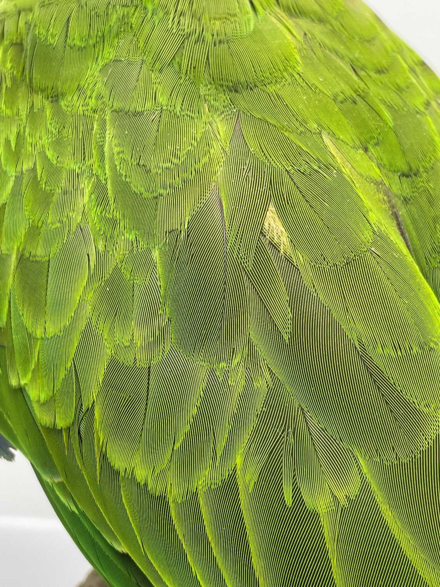 A taxidermy parrot, - Image 6 of 12