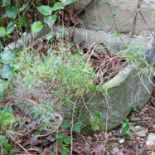 A Cotswold stone trough