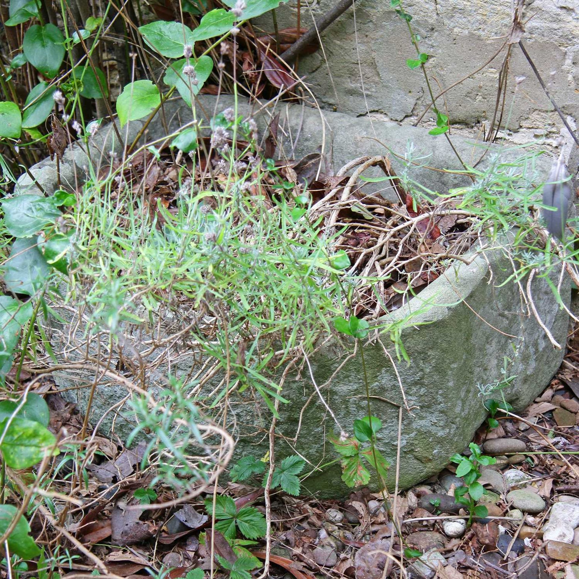 A Cotswold stone trough