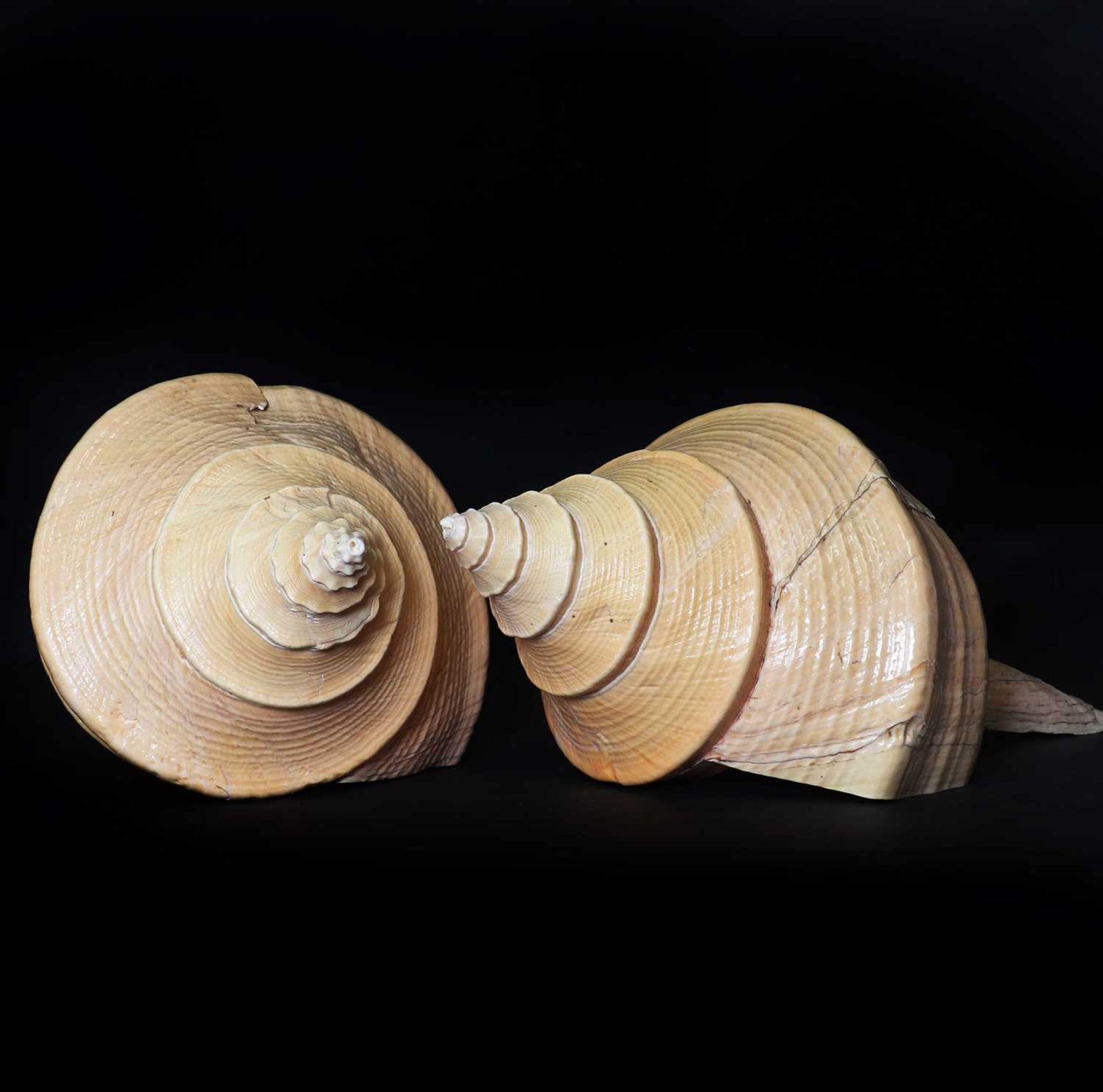 A collection of decorative shells, - Image 5 of 6