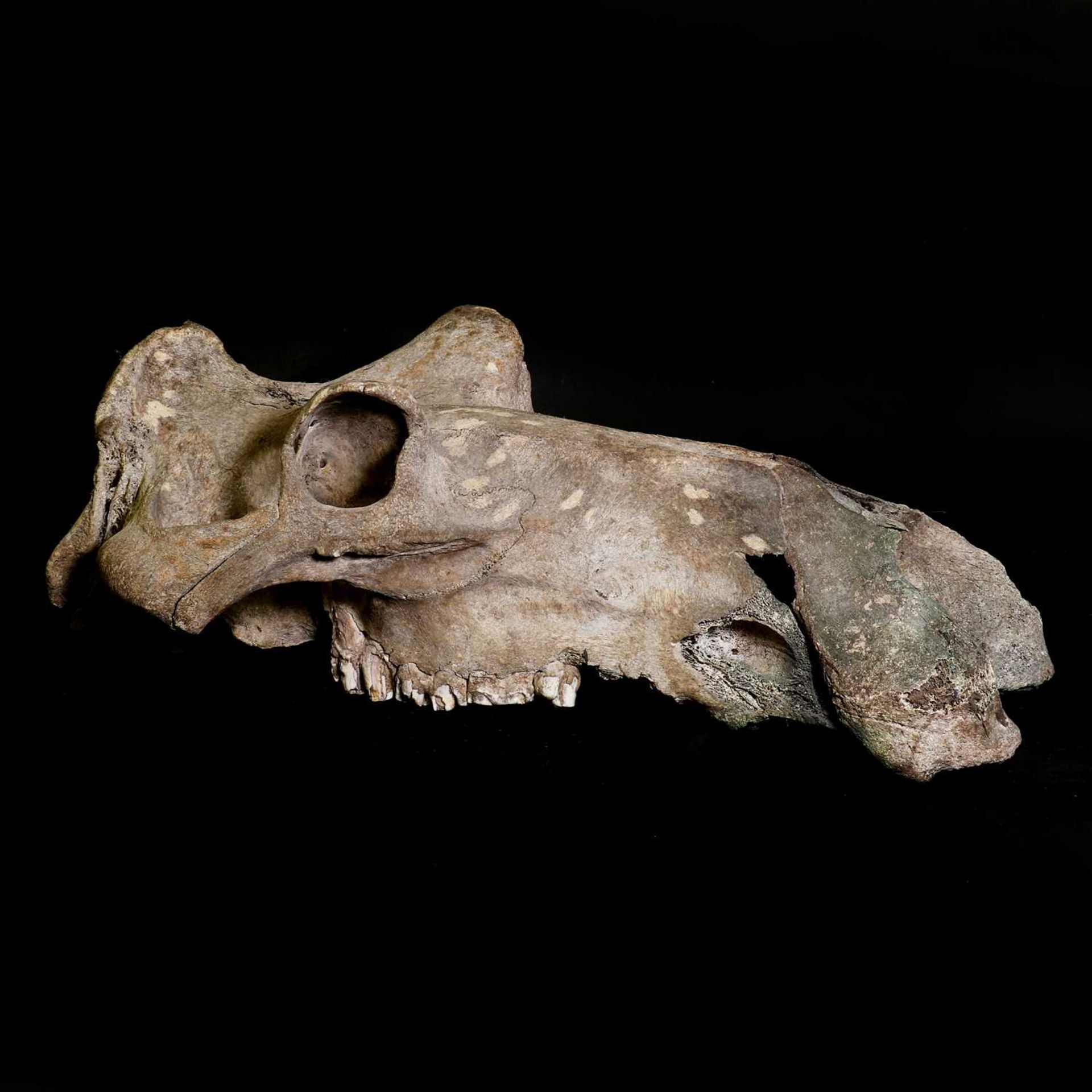 An old hippopotamus skull - Image 2 of 3
