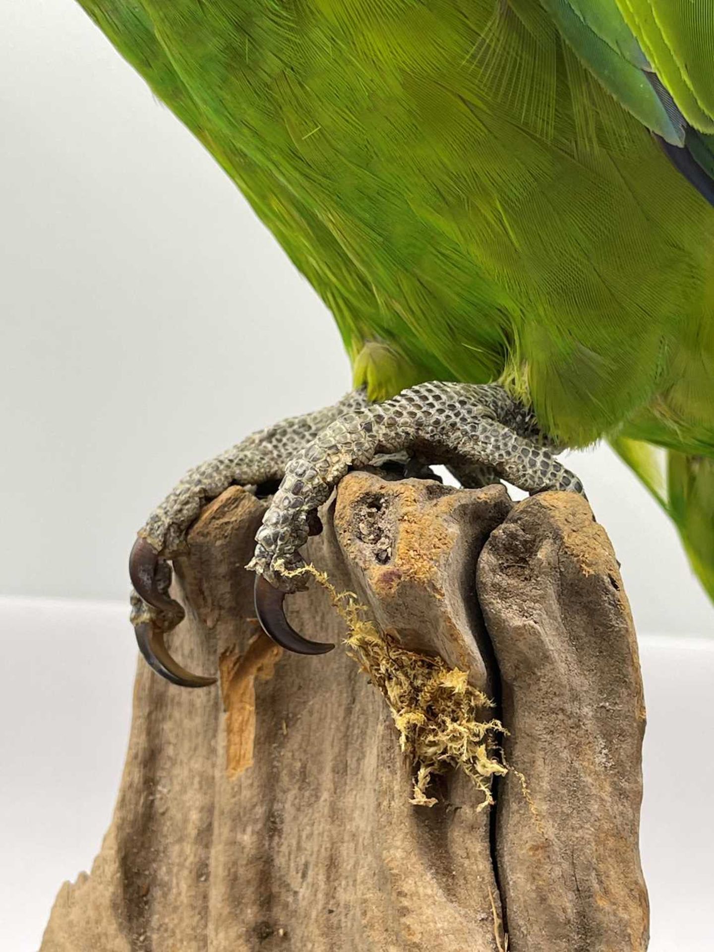 A taxidermy parrot, - Image 10 of 12