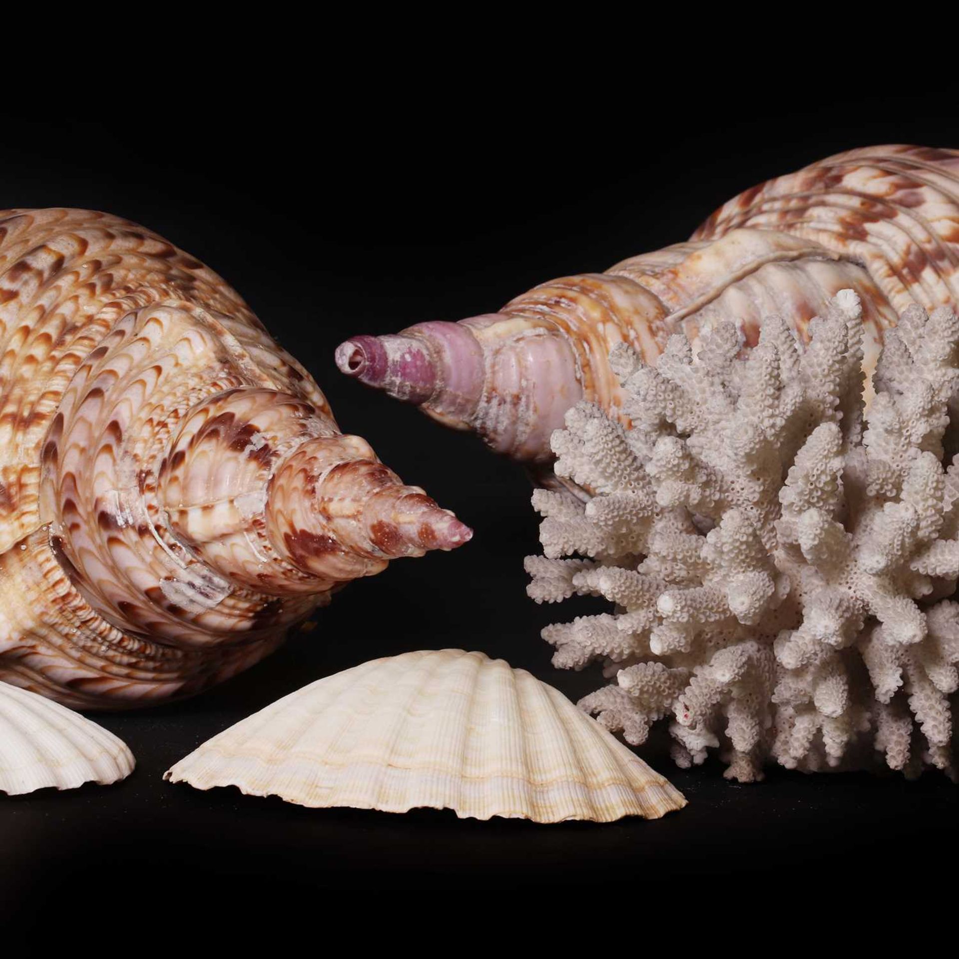 A collection of decorative shells, - Image 2 of 6