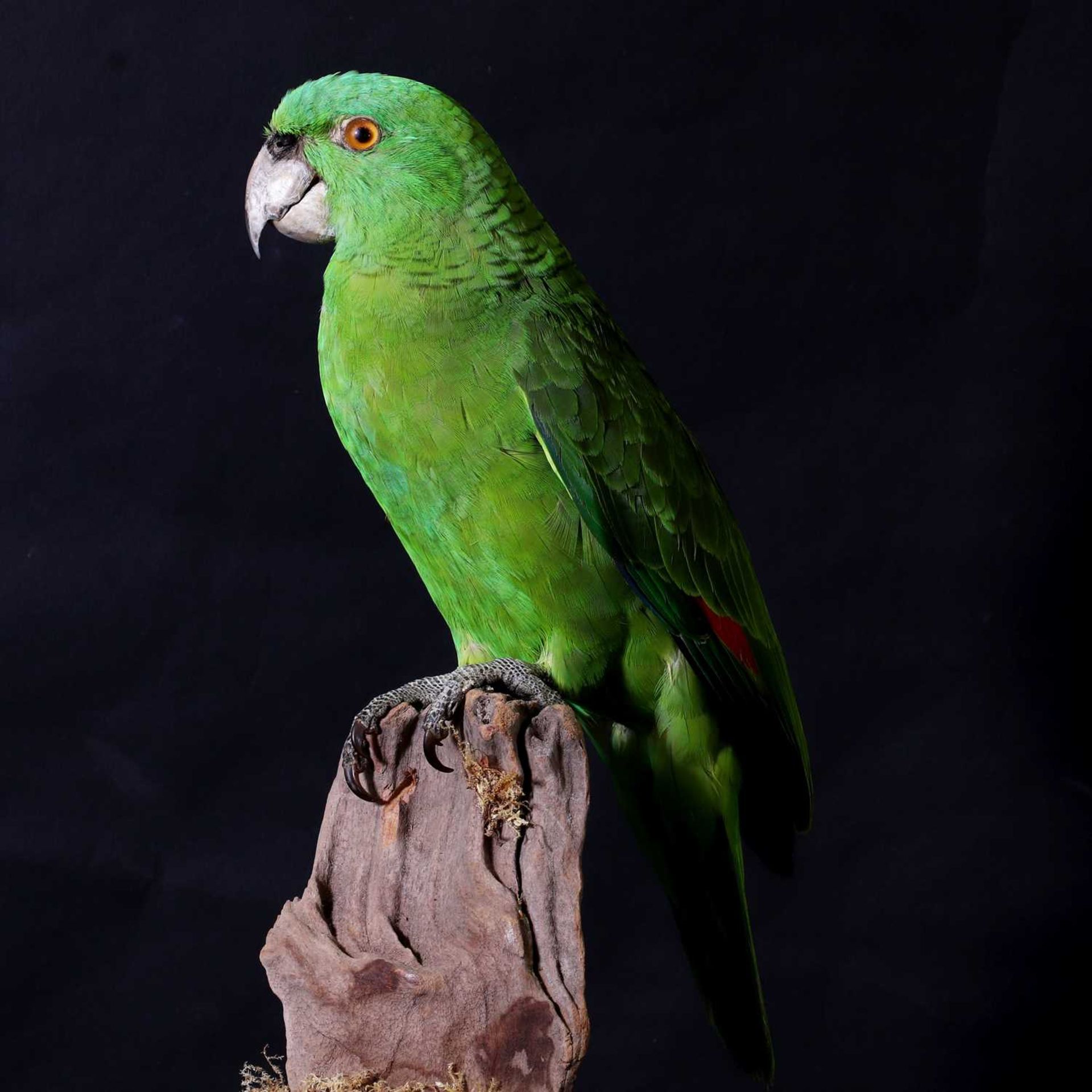 A taxidermy parrot,