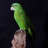 A taxidermy parrot,