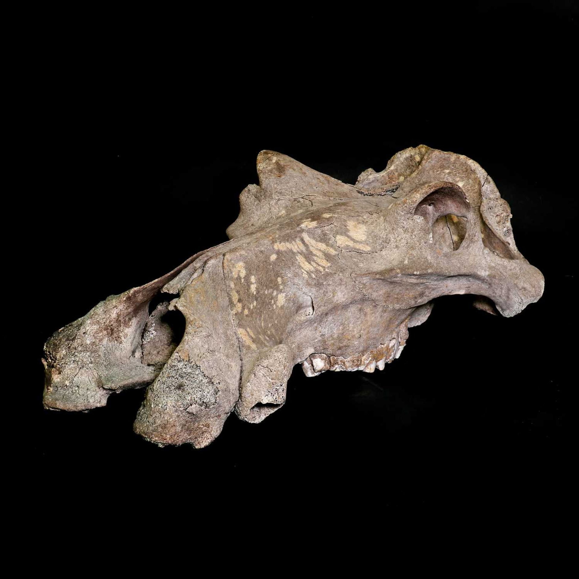 An old hippopotamus skull - Image 3 of 3