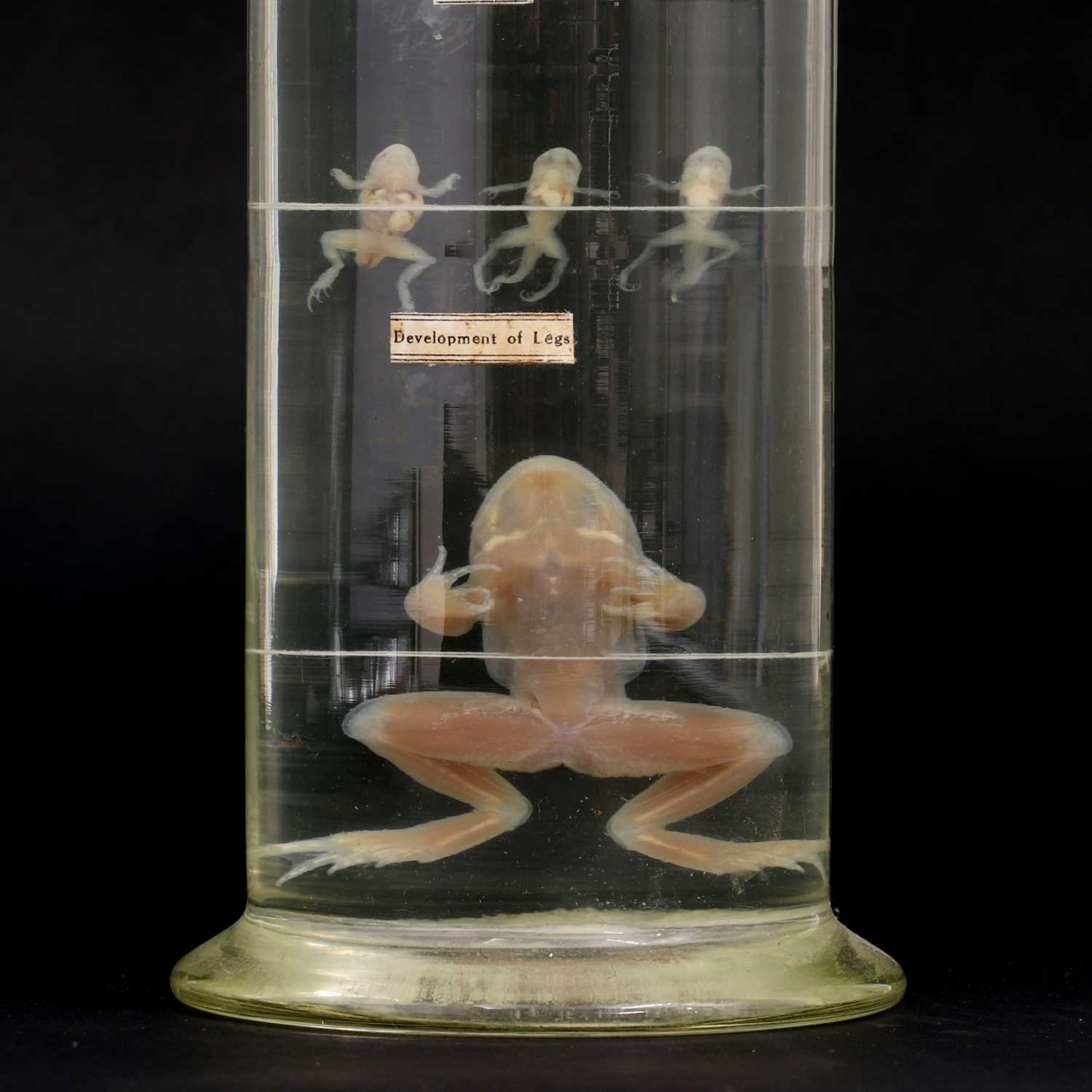 A 'Cabinet of Curiosities' medical jar, - Image 4 of 4