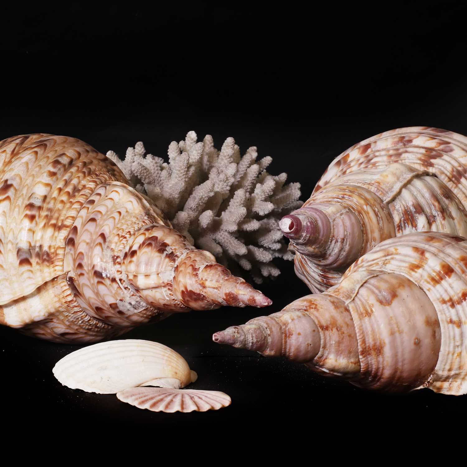 A collection of decorative shells,