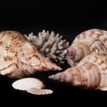 A collection of decorative shells,