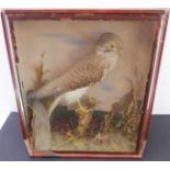 A 19th century taxidermy of a Eurasian kestrel perched upon a small branch, stained wood frame, with