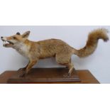 A good taxidermy of a snarling red fox upon a moulded oak base (75cm wide including brush)