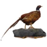 A taxidermy of a cock pheasant