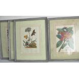 A set of four framed and glazed mid 18th century style (later) coloured botanical engravings