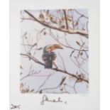 A limited edition (304 of 400) colour print of a hornbill; signed and dated 'Sarah 2005' (