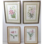 Two pairs of botanical engravings: 'Lilium Auratum Var Parkmanm' and 'Lilium Japonicum' (parcel-gilt