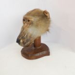 An early 20th century taxidermy of a baboon's head (papio hamadryas ursinus): facing straight and