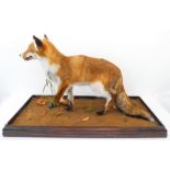 A good and large taxidermy of a prowling fox in it's winter coat; stained pine case with glazed