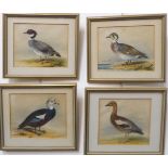 A set of four late 19th century watercolours - wildfowl studies, unsigned (13.5cm x 16.5cm)