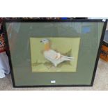 R GUDGEON PIGEON FRAMED SKETCH SIGNED 28 X 36CM