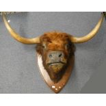 TAXIDERMY STUDY OF A HIGHLAND BULL ON WOODEN SHIELD,