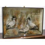 VICTORIAN CASED TAXIDERMY STUDY OF A FALCATED TEAL BY H N POSHLY, ANIMAL AND BIRD PRESERVER,