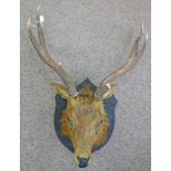 STAGS HEAD MOUNTED ON BOARD