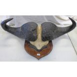 WATER BUFFALO HORNS MOUNTED ON SHIELD,