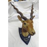 TAXIDERMY STUDY OF AN ANTELOPE MOUNTED ON A WOODEN SHIELD MARKED " 19 XMAS BHARATPORE "