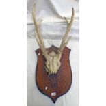 6 POINT ANTLERS ON SKULL ON WOODEN SHIELD