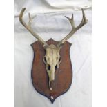 *****lot withdrawn***** 10 POINT ANTLERS AND SKULL ON WOODEN SHIELD