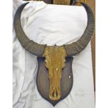 INDIAN WATER BUFFALO SKULL WITH ANTLERS ON SHIELD,