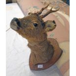 TAXIDERMY STUDY OF A DEER ON SHIELD