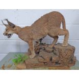 LOT WITHDRAWN TAXIDERMY STUDY OF A CARACAL ON FAUX ROCKY OUTCROP WITH FAUX FOLIAGE,