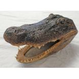 TAXIDERMY ALLIGATOR HEAD,