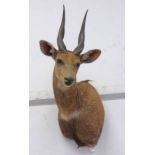 LOT WITHDRAWN TAXIDERMY STUDY OF A BUSHBUCK