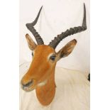 TAXIDERMY STUDY OF AN ANTELOPE