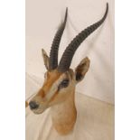 TAXIDERMY STUDY OF AN ANTELOPE