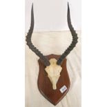 ANTELOPE HORNS ON SKULL ON SHIELD